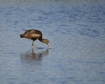 Ibis, Glossy-022310-Black Point Wildlife Drive, Merritt Island NWR, FL-#0065.jpg