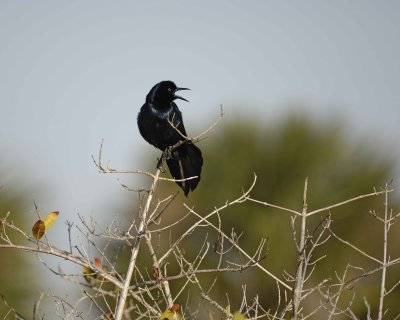 Gallery of Boat-Tailed Grackle