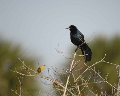 Grackle, Boat-Tailed-031010-Playalinda Beach, Merritt Island NWR, FL-#0529.jpg