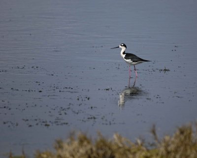 Gallery of Black-Necked Stilt