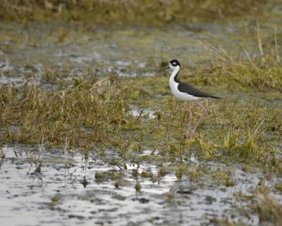 Gallery of Black-Necked Stilt