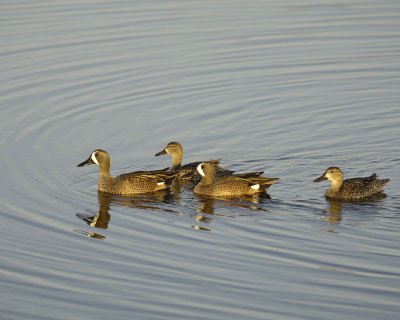 Gallery of Blue-Winged Teal Duck