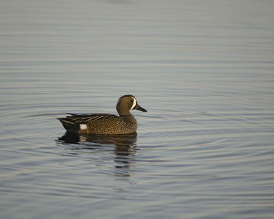 Duck, Blue-Winged Teal, Drake-031010-Black Point Wildlife Drive, Merritt Island NWR, FL-#0033.jpg
