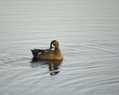 Duck, Blue-Winged Teal, Drake-031010-Black Point Wildlife Drive, Merritt Island NWR, FL-#0038.jpg