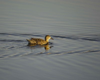 Duck, Blue-Winged Teal, Hen-031010-Black Point Wildlife Drive, Merritt Island NWR, FL-#0102.jpg
