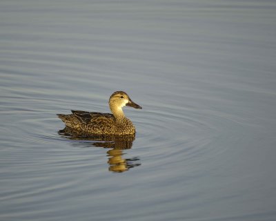 Duck, Blue-Winged Teal, Hen-031010-Black Point Wildlife Drive, Merritt Island NWR, FL-#0131.jpg