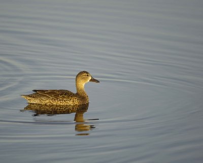 Duck, Blue-Winged Teal, Hen-031010-Black Point Wildlife Drive, Merritt Island NWR, FL-#0136.jpg