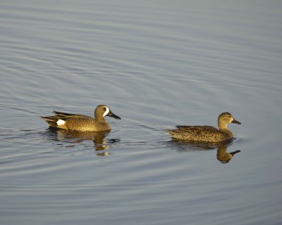 Duck, Blue-Winged Teal, Pair-031010-Black Point Wildlife Drive, Merritt Island NWR, FL-#0142.jpg
