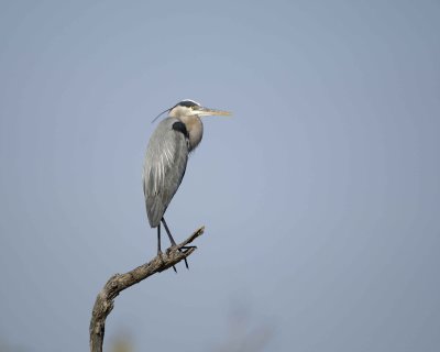 Heron, Great Blue-031010-Playalinda Beach, Merritt Island NWR, FL-#0581.jpg