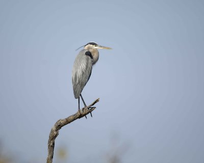 Heron, Great Blue-031010-Playalinda Beach, Merritt Island NWR, FL-#0583.jpg