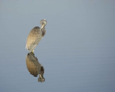 Heron, Tricolored, grooming-031010-Black Point Wildlife Drive, Merritt Island NWR, FL-#0404.jpg