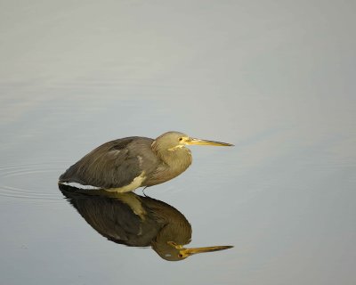 Heron, Tricolored-031010-Black Point Wildlife Drive, Merritt Island NWR, FL-#0111.jpg