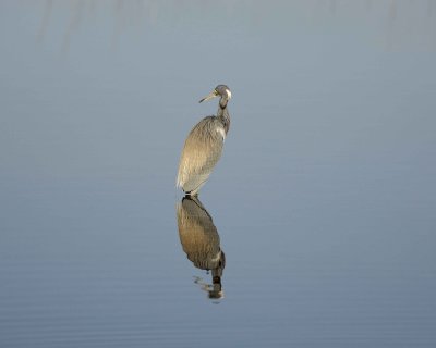 Heron, Tricolored-031010-Black Point Wildlife Drive, Merritt Island NWR, FL-#0448.jpg