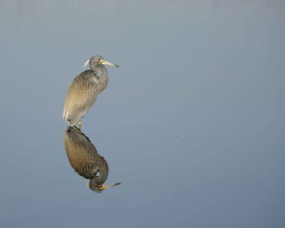 Heron, Tricolored-031010-Black Point Wildlife Drive, Merritt Island NWR, FL-#0512.jpg