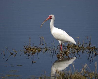 Ibis, White-031010-Peacocks Pocket Rd, Merritt Island NWR, FL-#0944.jpg
