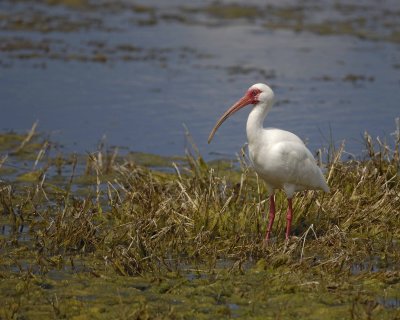 Ibis, White-031010-Peacocks Pocket Rd, Merritt Island NWR, FL-#0972.jpg