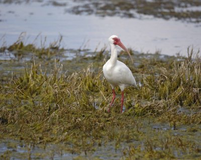 Ibis, White-031010-Peacocks Pocket Rd, Merritt Island NWR, FL-#0980.jpg