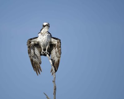 Osprey, drying out-031010-Playalinda Beach, Merritt Island NWR, FL-#0540.jpg