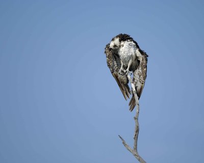 Osprey, drying out-031010-Playalinda Beach, Merritt Island NWR, FL-#0544.jpg