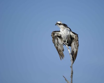 Osprey, drying out-031010-Playalinda Beach, Merritt Island NWR, FL-#0548.jpg