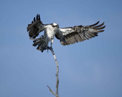 Osprey, drying out-031010-Playalinda Beach, Merritt Island NWR, FL-#0556.jpg