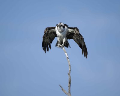 Osprey, drying out-031010-Playalinda Beach, Merritt Island NWR, FL-#0560.jpg