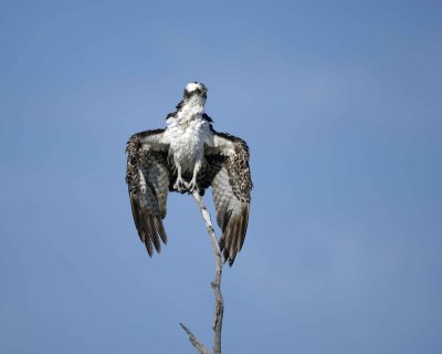 Osprey, drying out-031010-Playalinda Beach, Merritt Island NWR, FL-#0572.jpg