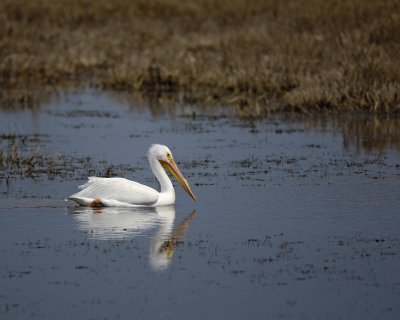 Gallery of American White Pelican