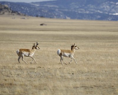 Antelope, Pronghorn, running-040710-Park County 23, CO-#0012.jpg