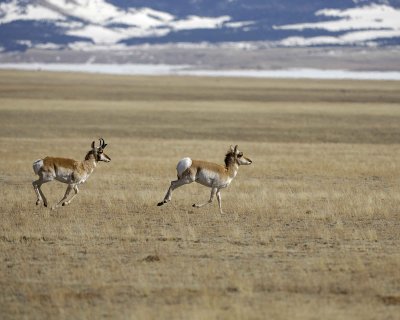 Antelope, Pronghorn, running-040710-Park County 23, CO-#0014.jpg