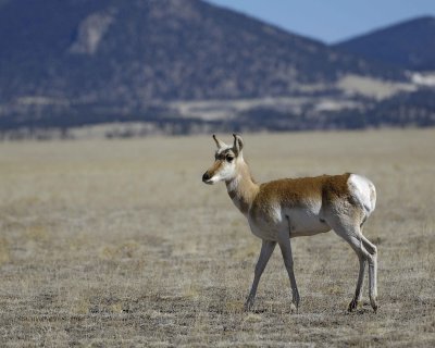 Antelope, Pronghorn-040810-Park County Rd 59, CO-#0088.jpg