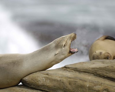 Sea Lion, California, barking-033110-LaJolla CA-#0475.jpg