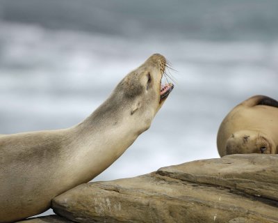 Sea Lion, California, barking-033110-LaJolla CA-#0478.jpg