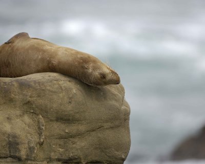 Sea Lion, California-033110-LaJolla CA-#0308.jpg