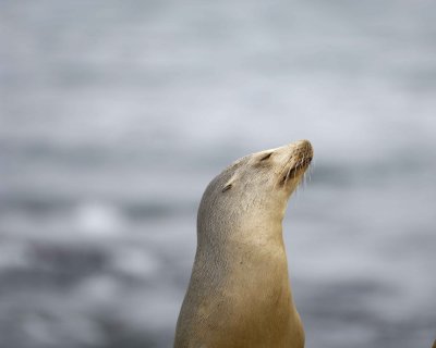 Sea Lion, California-033110-LaJolla CA-#0314.jpg