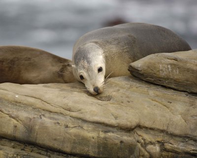 Sea Lion, California-033110-LaJolla CA-#0326.jpg