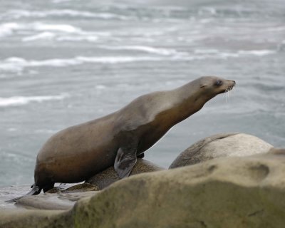 Sea Lion, California-033110-LaJolla CA-#0340.jpg
