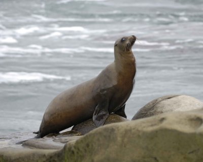 Sea Lion, California-033110-LaJolla CA-#0343.jpg