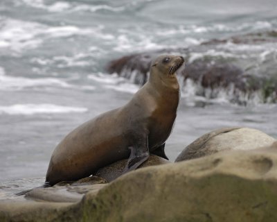 Sea Lion, California-033110-LaJolla CA-#0349.jpg