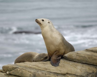 Sea Lion, California-033110-LaJolla CA-#0395.jpg