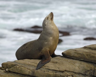 Sea Lion, California-033110-LaJolla CA-#0414.jpg