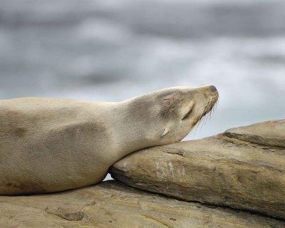 Sea Lion, California-033110-LaJolla CA-#0473.jpg