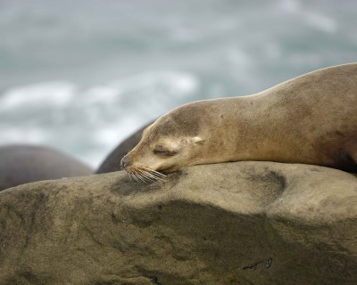 Sea Lion, California-033110-LaJolla CA-#0480.jpg