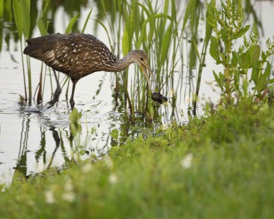 Limpkin, with Snail-042010-Viera Wetlands, FL-#0014.jpg