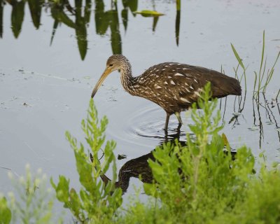 Limpkin-042010-Viera Wetlands, FL-#0064.jpg