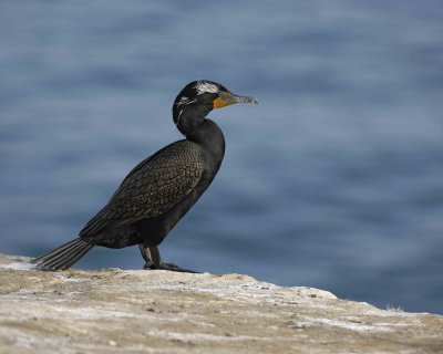 Cormorant, Double-Crested-041410-LaJolla, CA-#0035.jpg