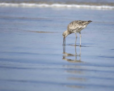 Willet-041410-LaJolla, CA-#0242.jpg