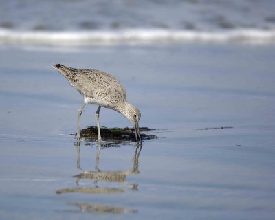 Willet-041410-LaJolla, CA-#0271.jpg