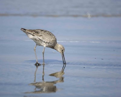 Willet-041410-LaJolla, CA-#0297.jpg