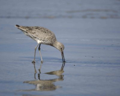 Willet-041410-LaJolla, CA-#0301.jpg